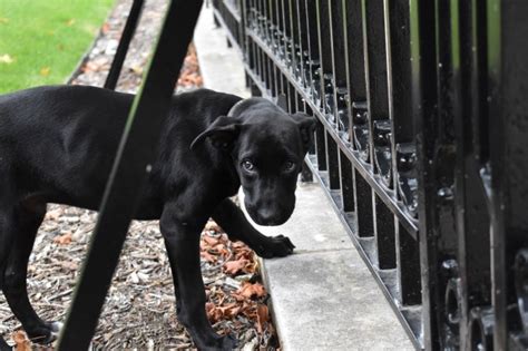Walz fulfills campaign promise … to his son. Minnesota has a first dog ...