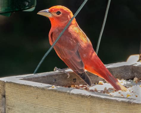 Summer Tanager - FeederWatch