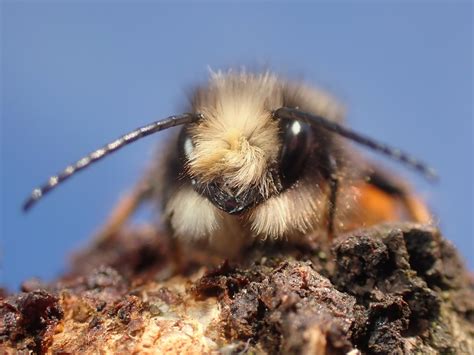Osmia cornuta (m) | Verheyen Stefan | Flickr