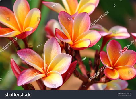 Openpetals Images, Stock Photos & Vectors | Shutterstock