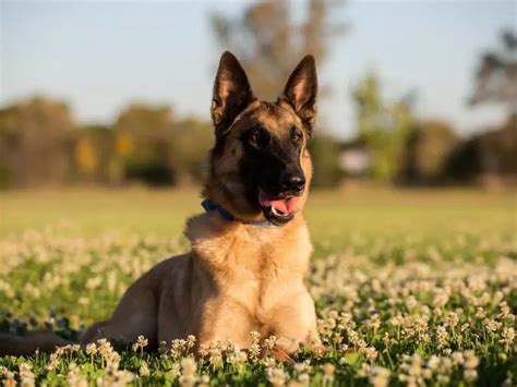 German Shepherd Belgian Malinois Mix - Complete Guide - Canine HQ