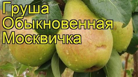 Груша обыкновенная Москвичка. Краткий обзор, описание характеристик ...