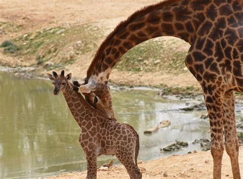 Study: Giraffes are socially complex, misunderstood - UPI.com