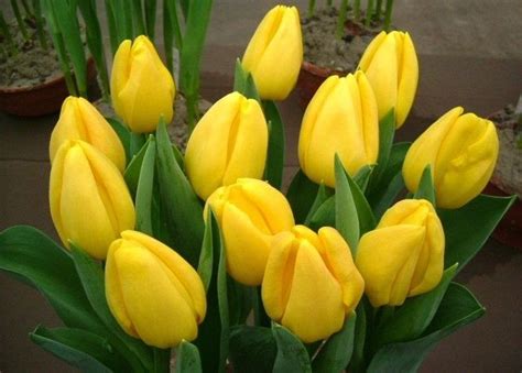 Тюльпан «Стронг Голд» (Tulip “Strong Gold”) — Саженцы в Орле