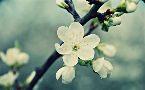 white cherry blooms wallpaper