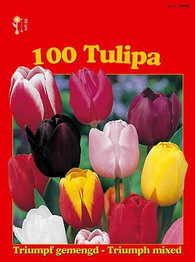 Луковици лалета МИКС 100бр.