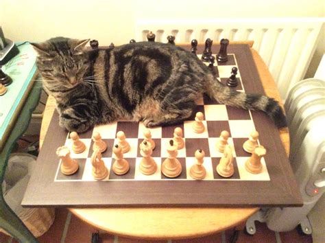 Can anyone explain this opening? - Chess Forums - Chess.com