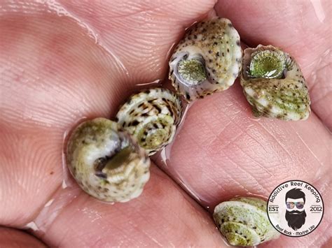 10 Pack Chestnut Turban Snail- Hardy Clean Up Crew – Addictive Reef Keeping