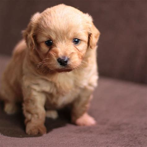 Brown Dog Puppy With Stare Look Carpet Blur Background | Dog wallpaper