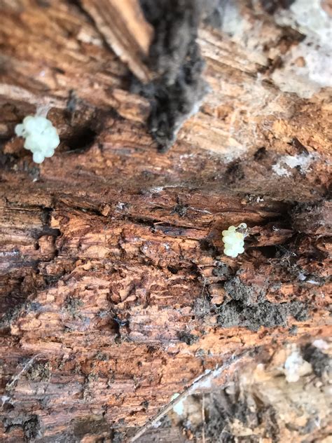 95 best r/salamanders images on Pholder | Can someone help me identify