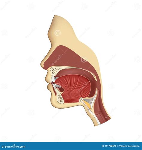 Human Body Anatomy Gullet System. Head Nasal and Throat Breathing