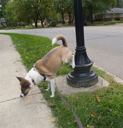 [Battle #32] Dr. Howard, Dr. Fine and Dr. Howard via Mr0Mike0 : r ...