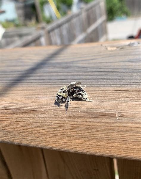 🔥 this bee with a pollen habit it just can’t quit : r/NatureIsFuckingLit