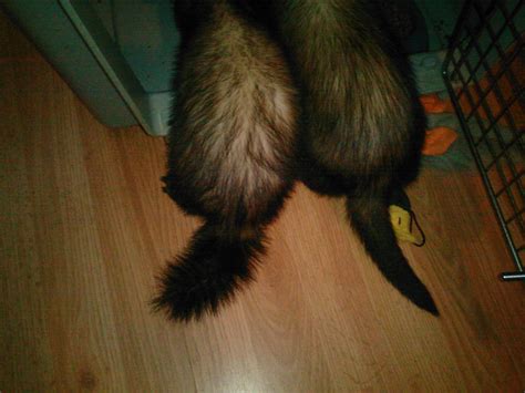 Fun thing about ferrets: They can wear their heart on their tail. In