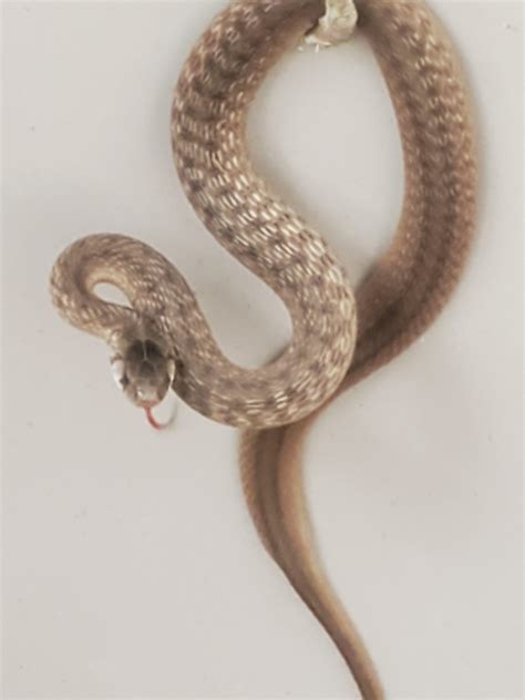 Can anybody help me identify this snake? [Louisiana] : r/whatsthissnake