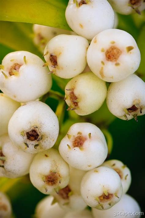 White berries macro Photograph by Adam Romanowicz