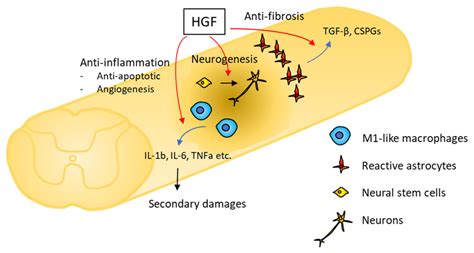 Multipotent Neurotrophic Effects of Hepatocyte Growth Factor in Spinal