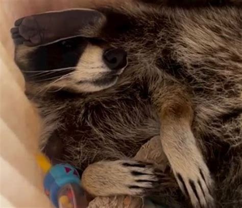 Raccoon Is Completely Obsessed With Fawn Who Lost Mom, Gives Her Hugs ...