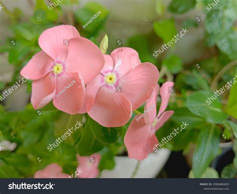 Vinca Flower Colors