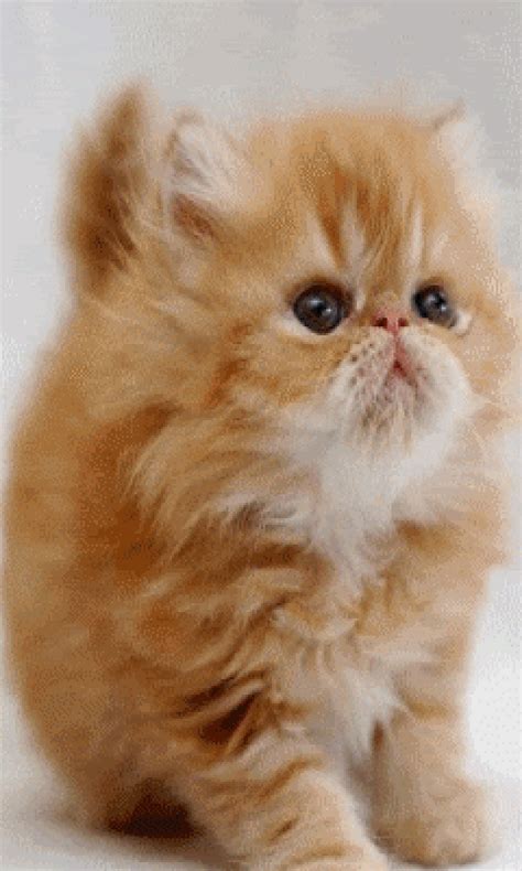 แมวเคลื่อนไหว GIF - ดาวน์โหลดและแบ่งปันใน PHONEKY