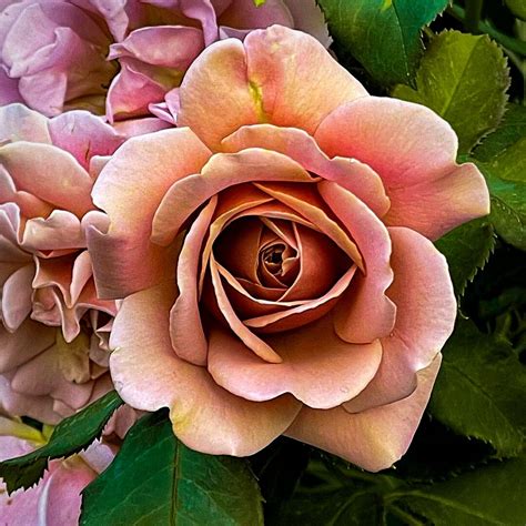 Dusty Rose Flowers and Their Timeless Meaning