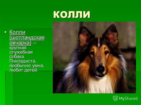 Презентация на тему: "СОБАКИ КОЛЛИ Колли (шотландская овчарка ...