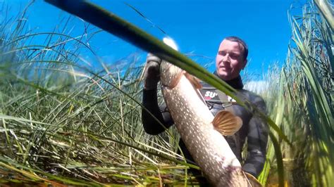 Подводная охота на Волге. Летняя нырялка 2015 часть 2. Spearfishing ...