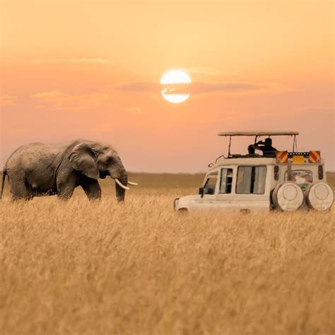 The ultimate safari guide | CN Traveller