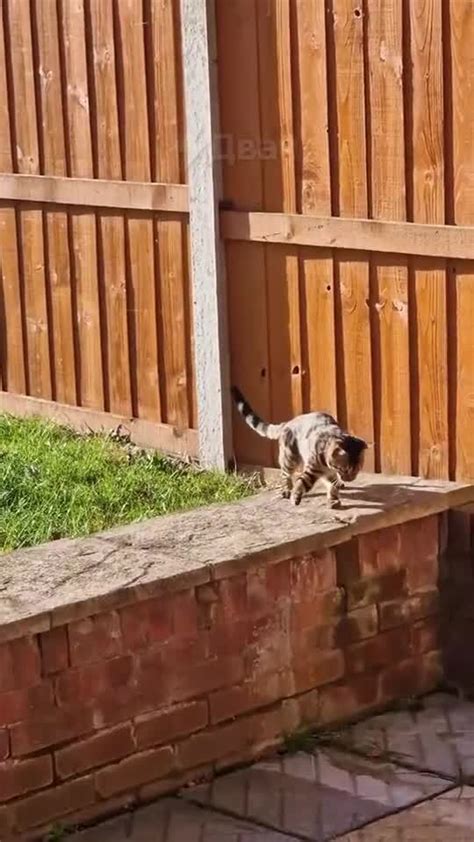 Бенгальские коты постоянно убегали и хозяева установили на забор ...