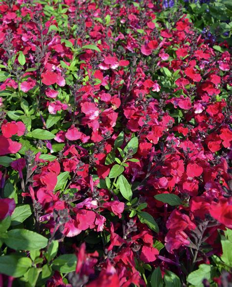 Salvia Mirage Cherry Red - Ball