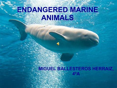 Endangered marine animals