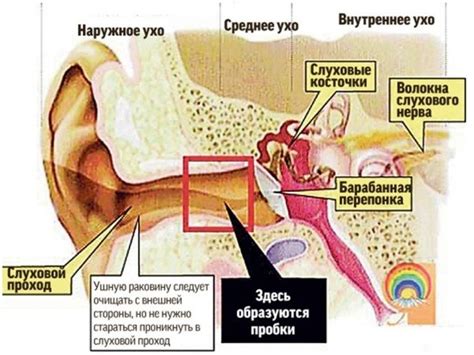 Причины формирования ушной пробки — alisastd.ru