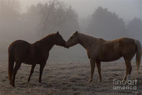 Horse Love Photograph by Jennifer White
