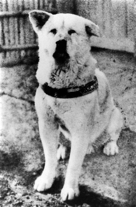 80 ans après, on a découvert une nouvelle photo inédite d'Hachiko