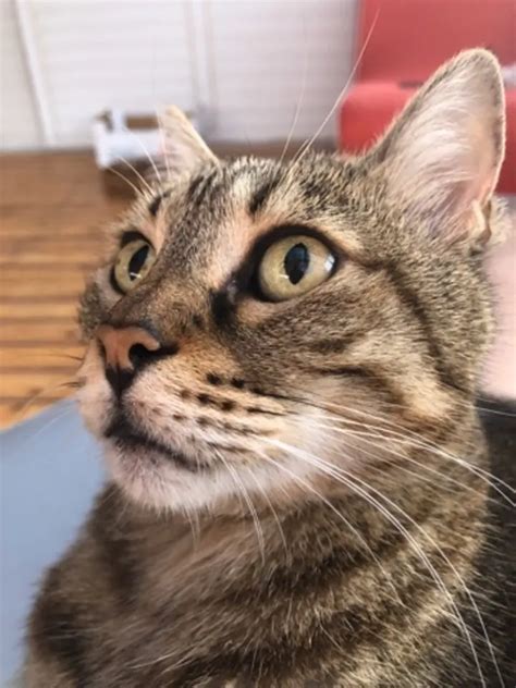 ayelet atayelet abillion