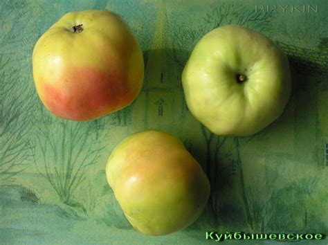 Сорт яблони Куйбышевское