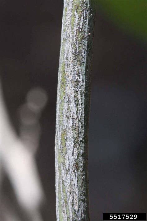 Jincheng (Citrus x aurantium cv. Jincheng)