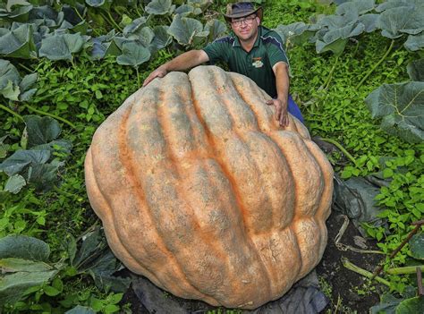 Ein "Atlantic Giant" im Garten - Panorama - Badische Zeitung