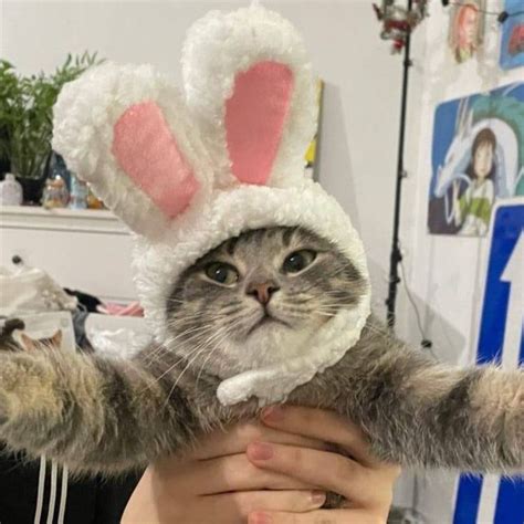 cat wearing hat pfp bunny hat pfp  cats wearing bunny hats cute cats