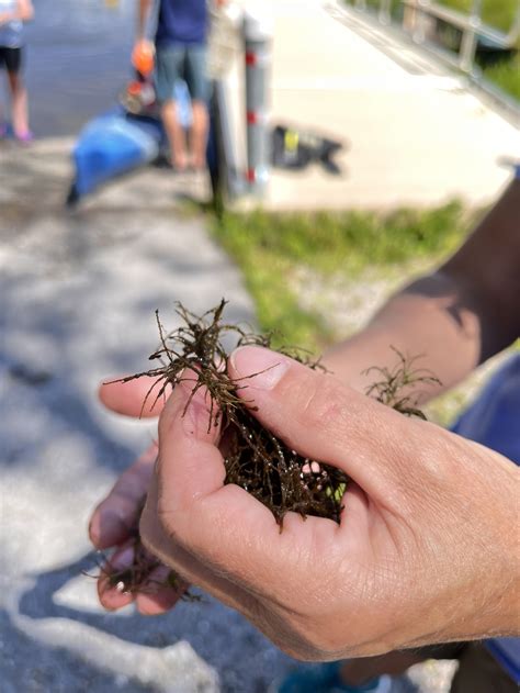 Aquatic Invasive Species Presentation — Lewis Creek Association