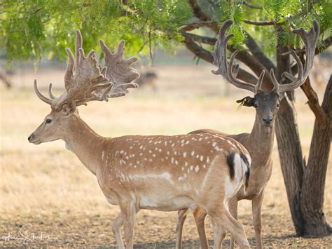 Homestead Ranch - Colorado Fallow Deer Hunting Package