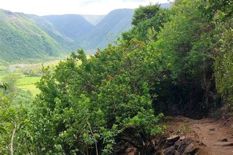 POLOLU VALLEY: Hike to Pololu Valley beach OR just see the lookout? 🌴 Big Island Hawaii travel ...