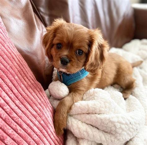 15 Adorable Photos Of Cavalier King Charles Spaniel Puppies With Pure ...