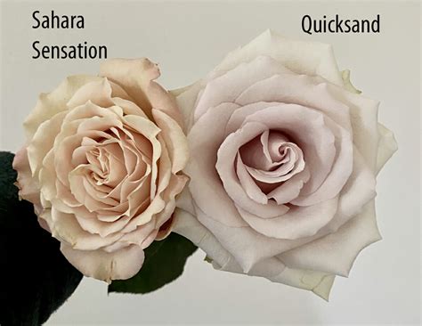 Quicksand Garden Rose - Garden Roses Direct