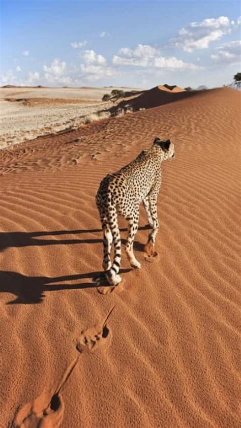 10 unique animals only found in Saudi Arabia