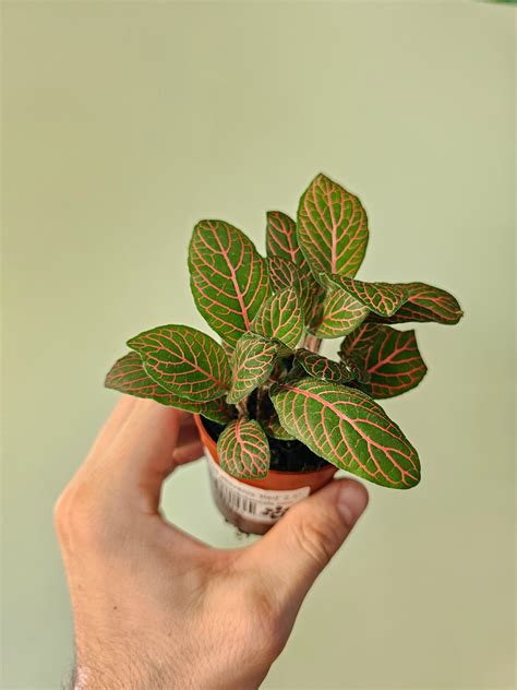 Fittonia albivenis 'Red' Nerve Plant 2.5" – Quartz Botanicals