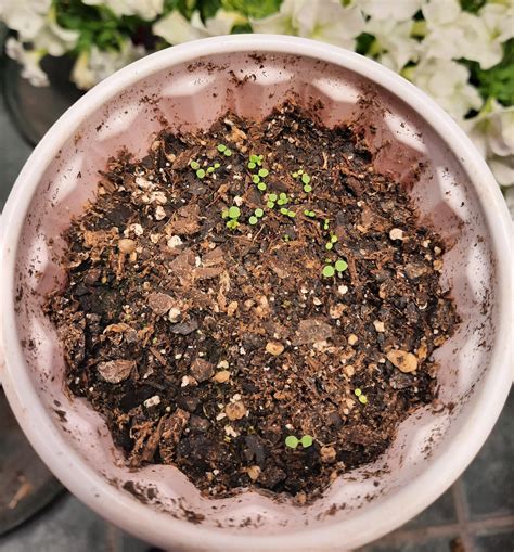 72 best r/fireflypetunia images on Pholder | More seedlings
