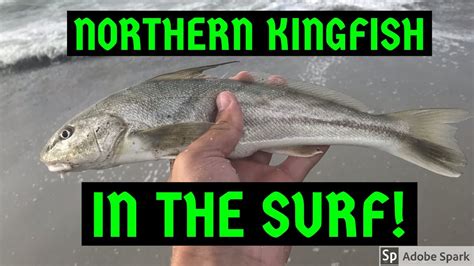 catching northern kingfish  long island surfnew species youtube