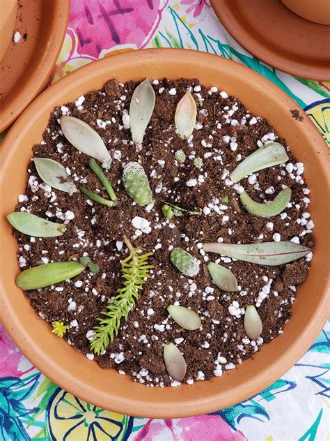 my first prop haul and first reddit post ever :') : r/proplifting