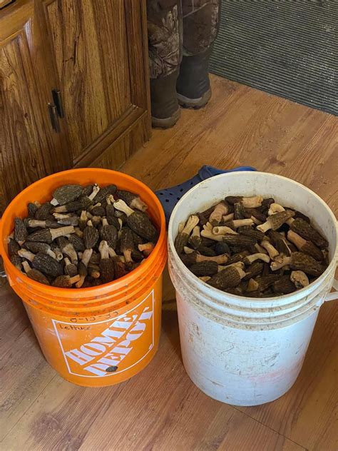 Morel Hunting